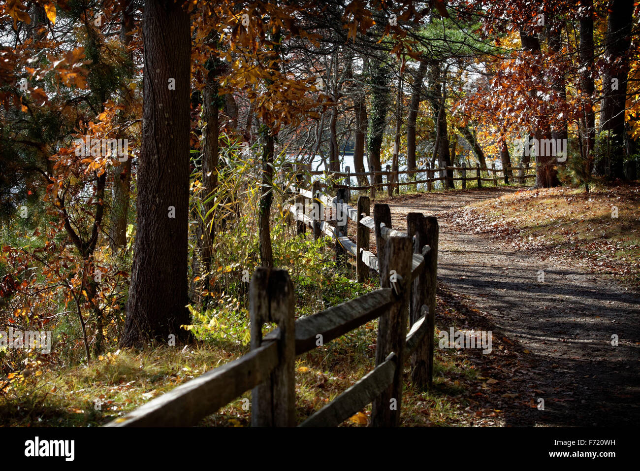 A fall scene at Bayard Cutting Arboretum, New York as autumn weather