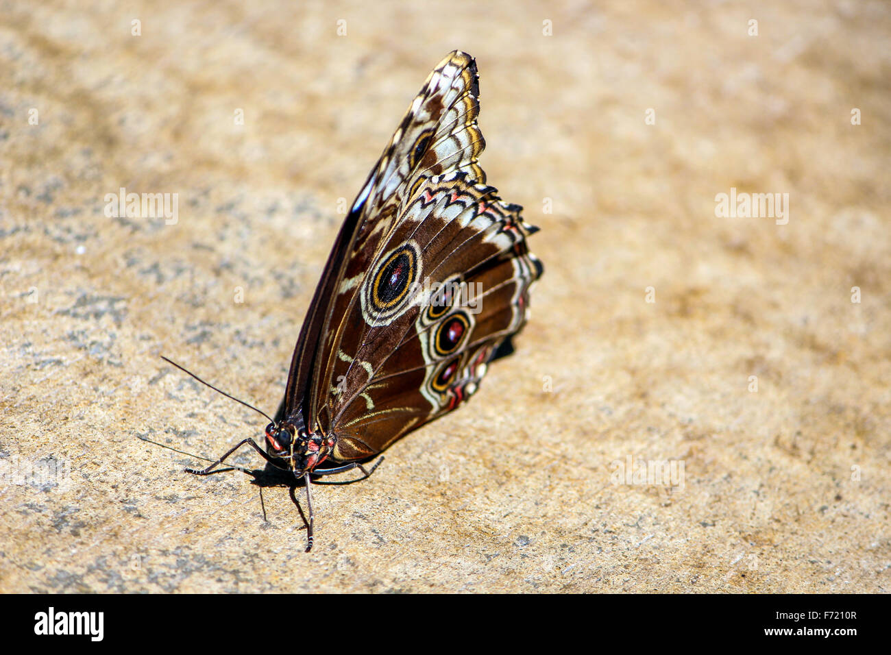 Butterfly sitting or resting on a rock Stock Photo