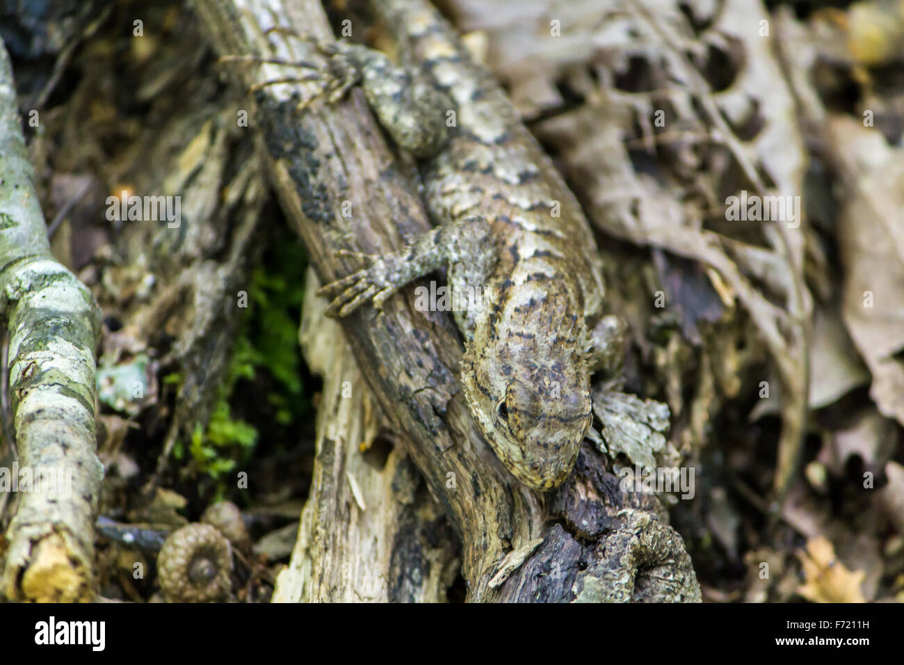Lizard on a branch Stock Photo Alamy