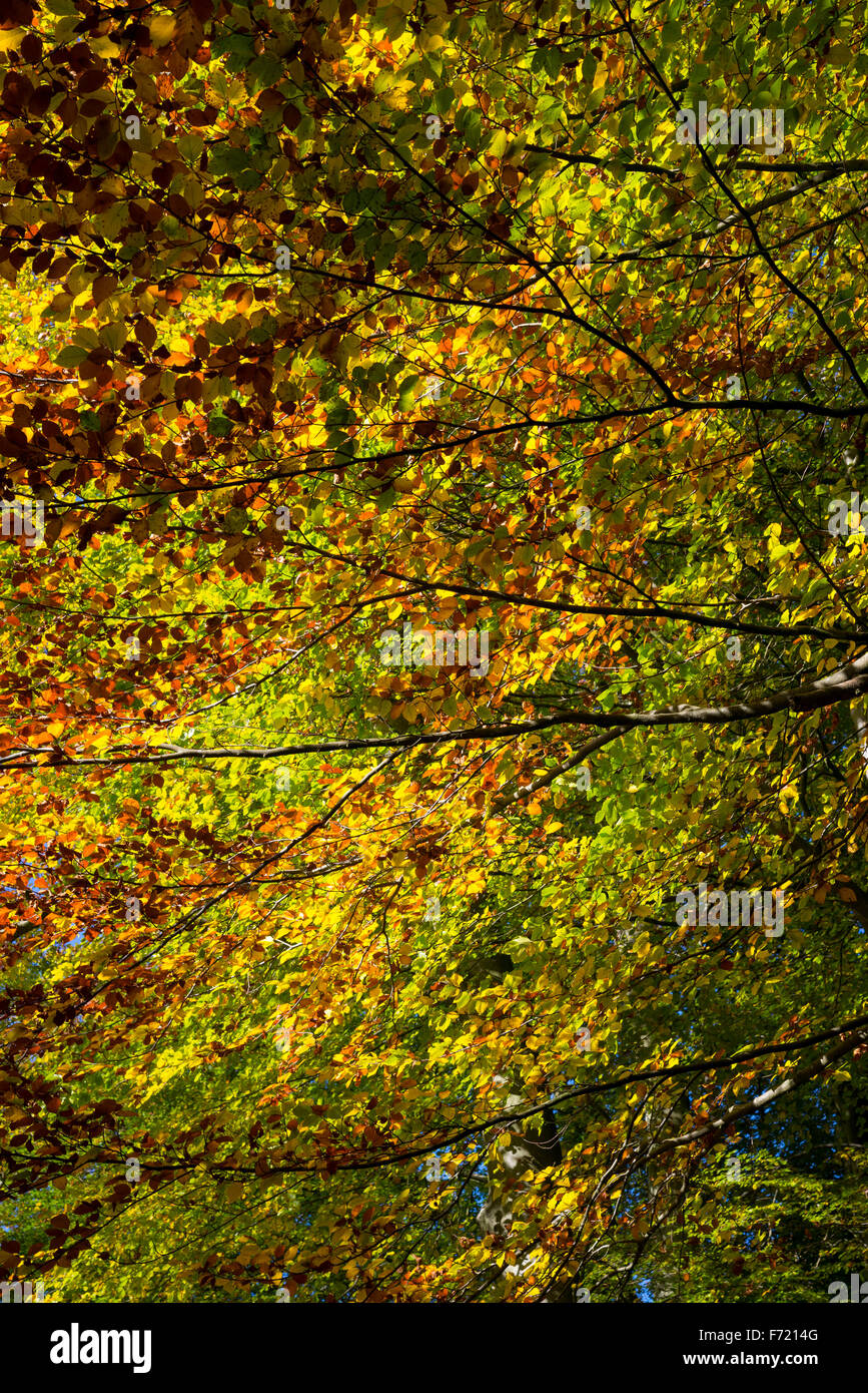 Colourful branches of Beech tree leaves in autumn. Stock Photo
