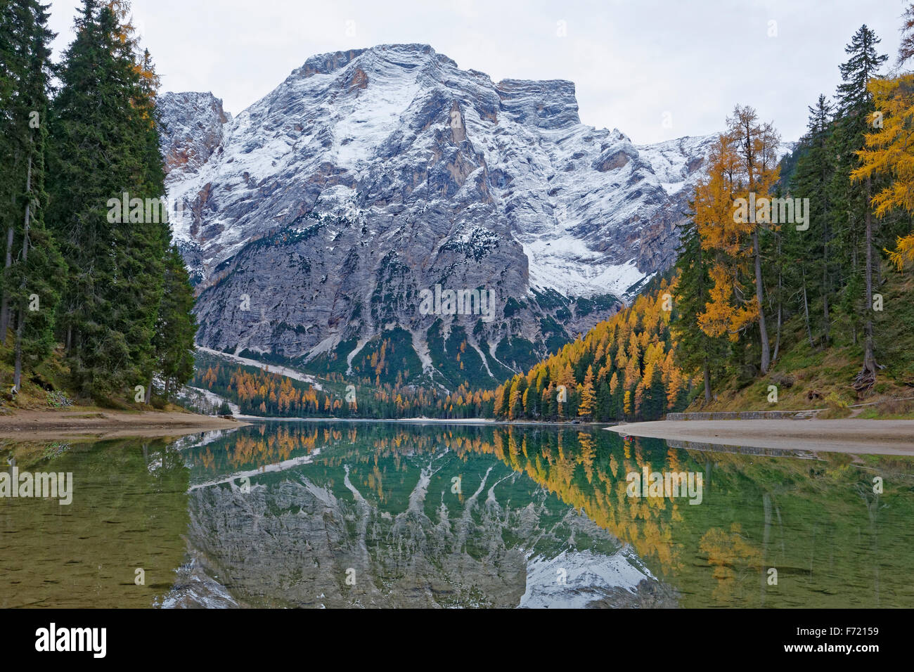 Larch trees with autumnal discolouring, reflections in Pragser Wildsee or Lake Prags, Dolomites, South Tyrol, Italy, Europe Stock Photo