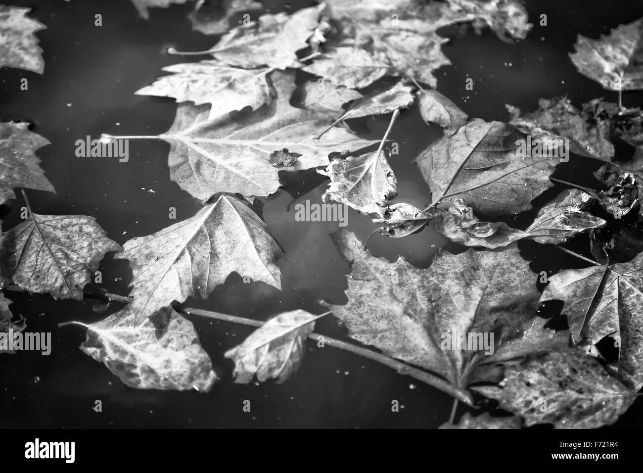 Autumn leaves in water autumn footage Stock Photo