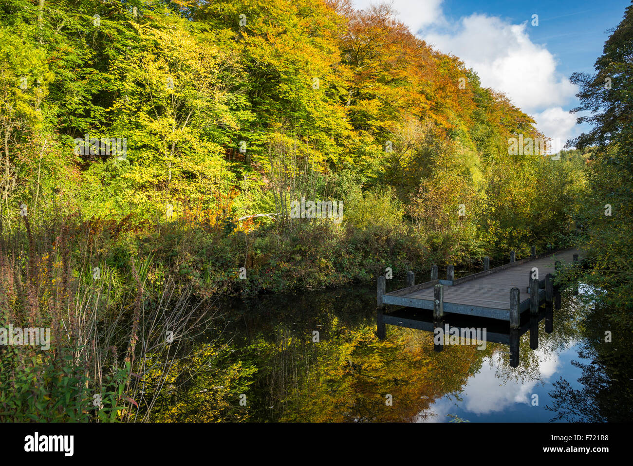 Jetty over a nature pond at Etherow country park, Stockport, England. A sunny autumn day Stock