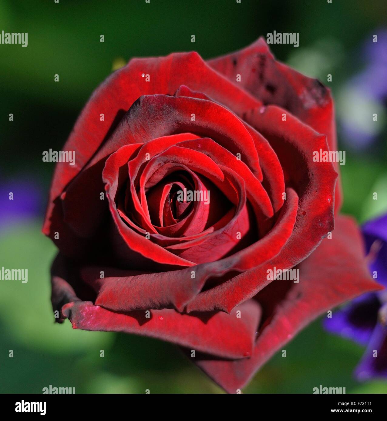 Small Deep Roses Single deep secret rose Stock Photo - Alamy