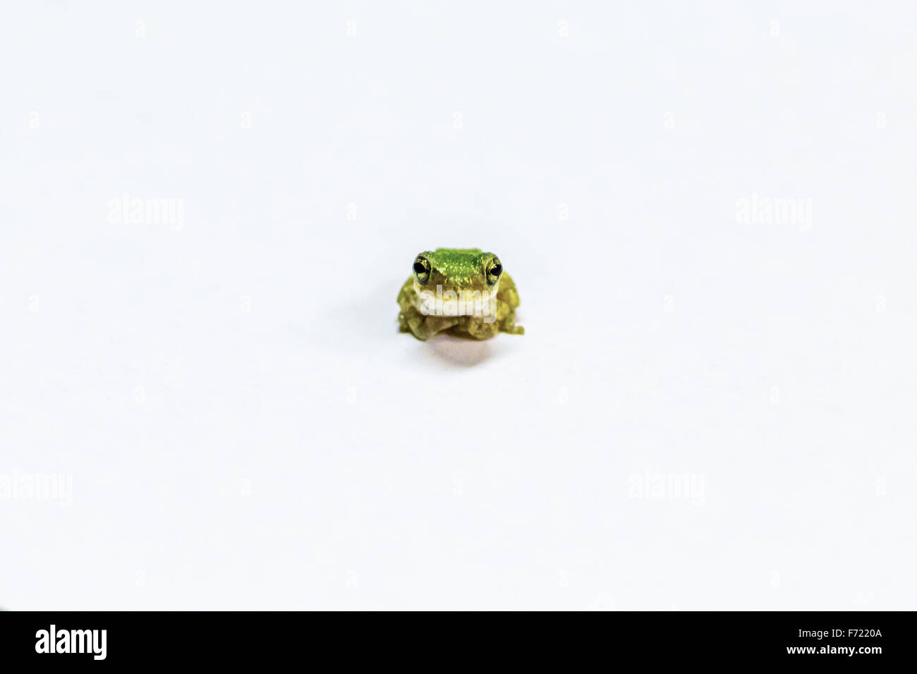 Tiny green frog sitting Stock Photo