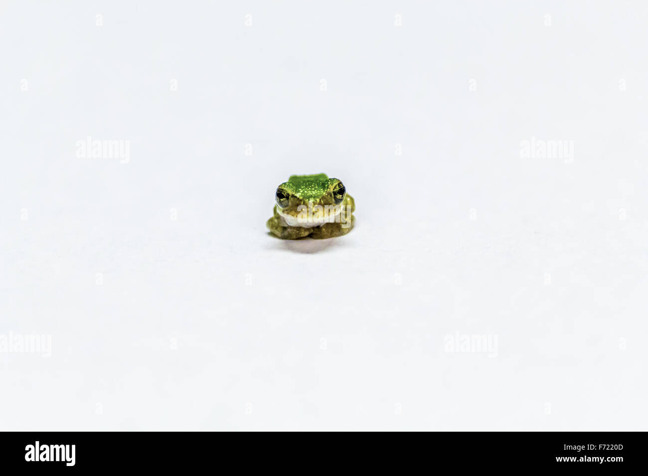 Tiny green frog sitting Stock Photo