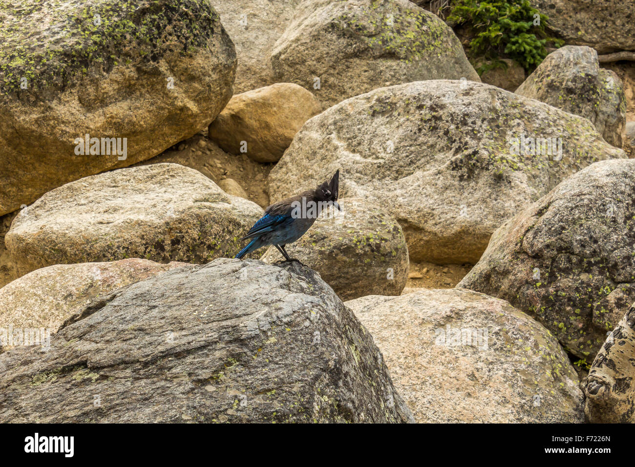 Jay rock hi-res stock photography and images - Alamy