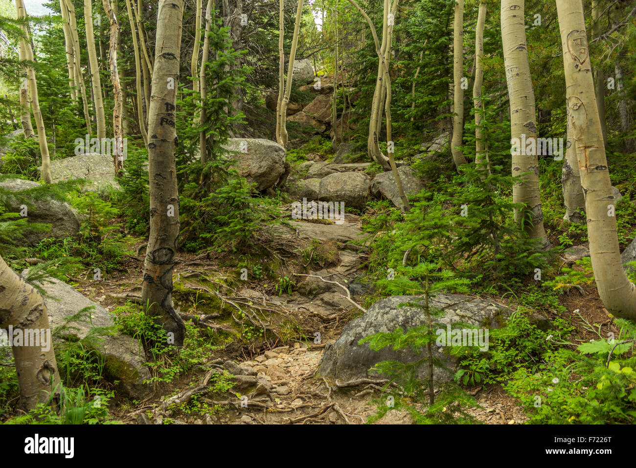 Rocky mountain forest hi-res stock photography and images - Alamy