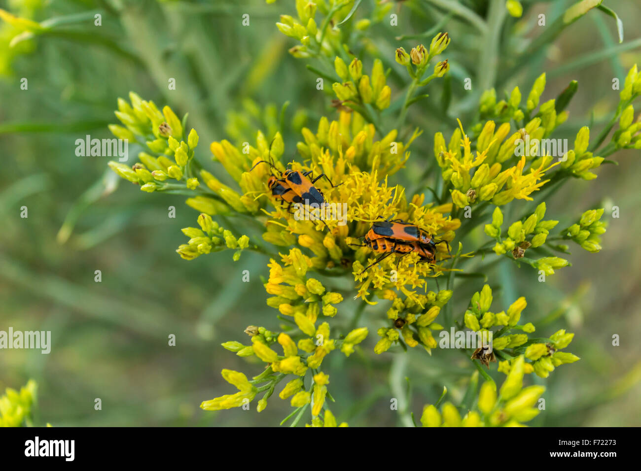 Lovebugs hires stock photography and images Alamy