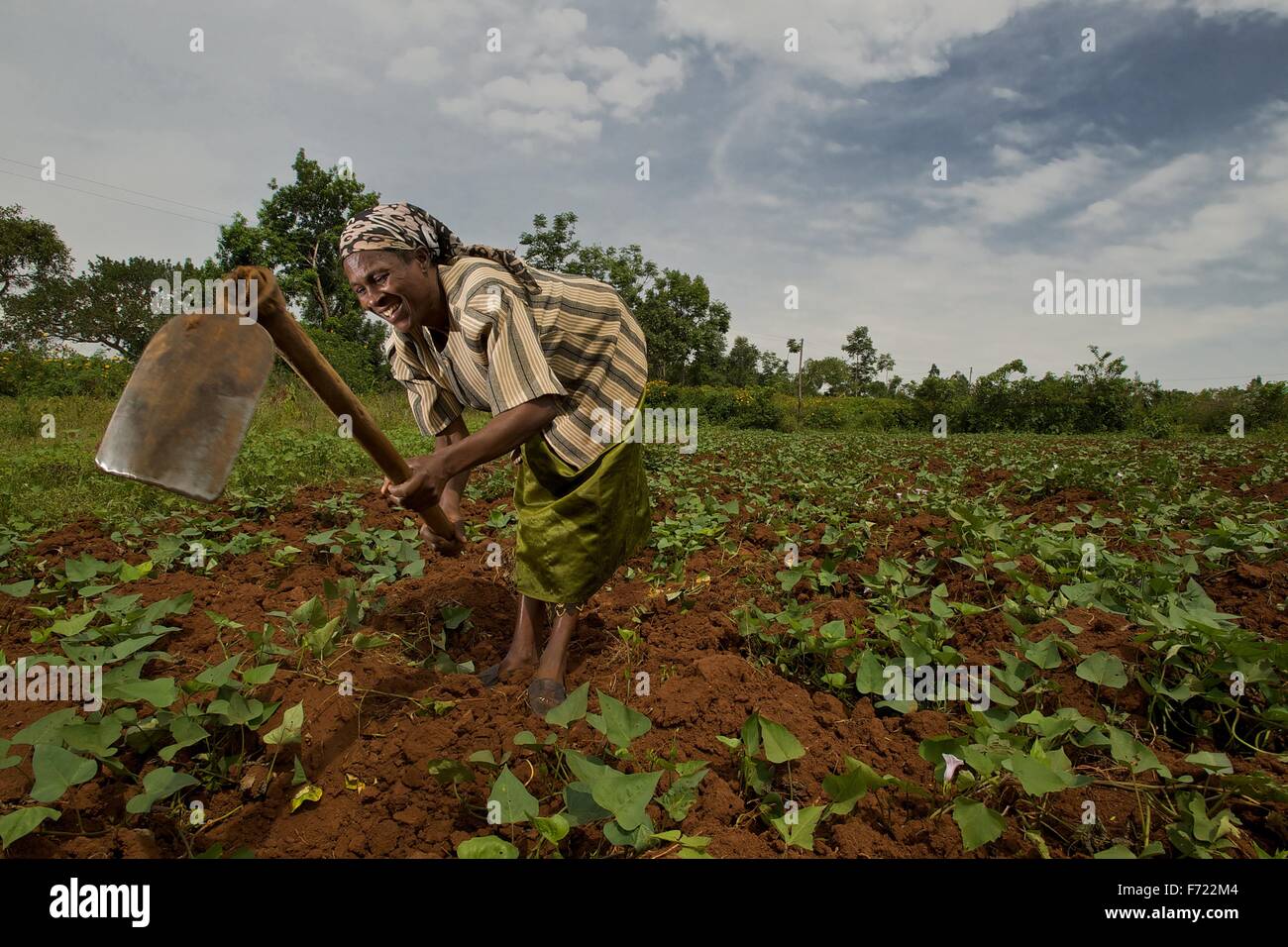 A Kenyan woman farmer uses a hoe to maintain her sweet potato field June 17, 2010 in Siranga, Kenya. Stock Photo