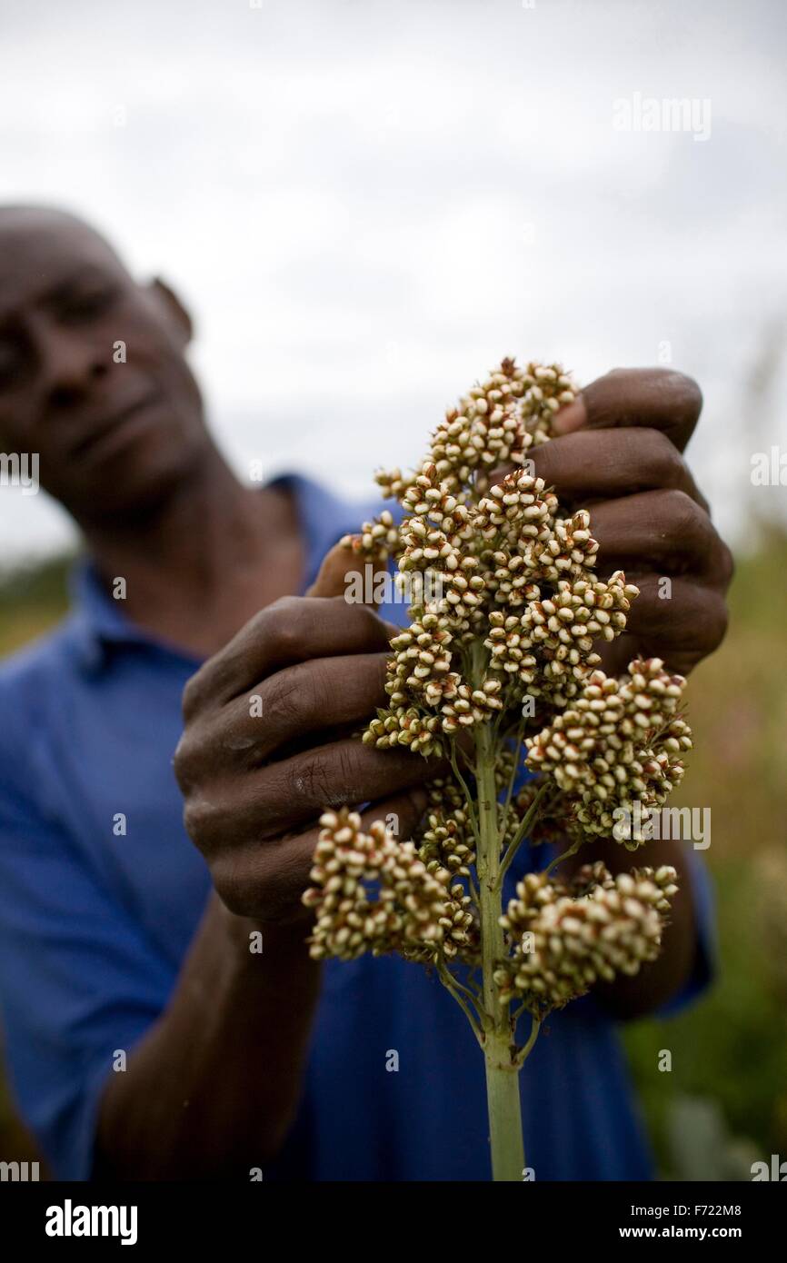 African millet farmer hires stock photography and images Alamy