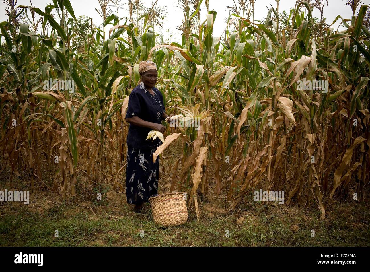 African farmers in maize field hires stock photography and images Alamy