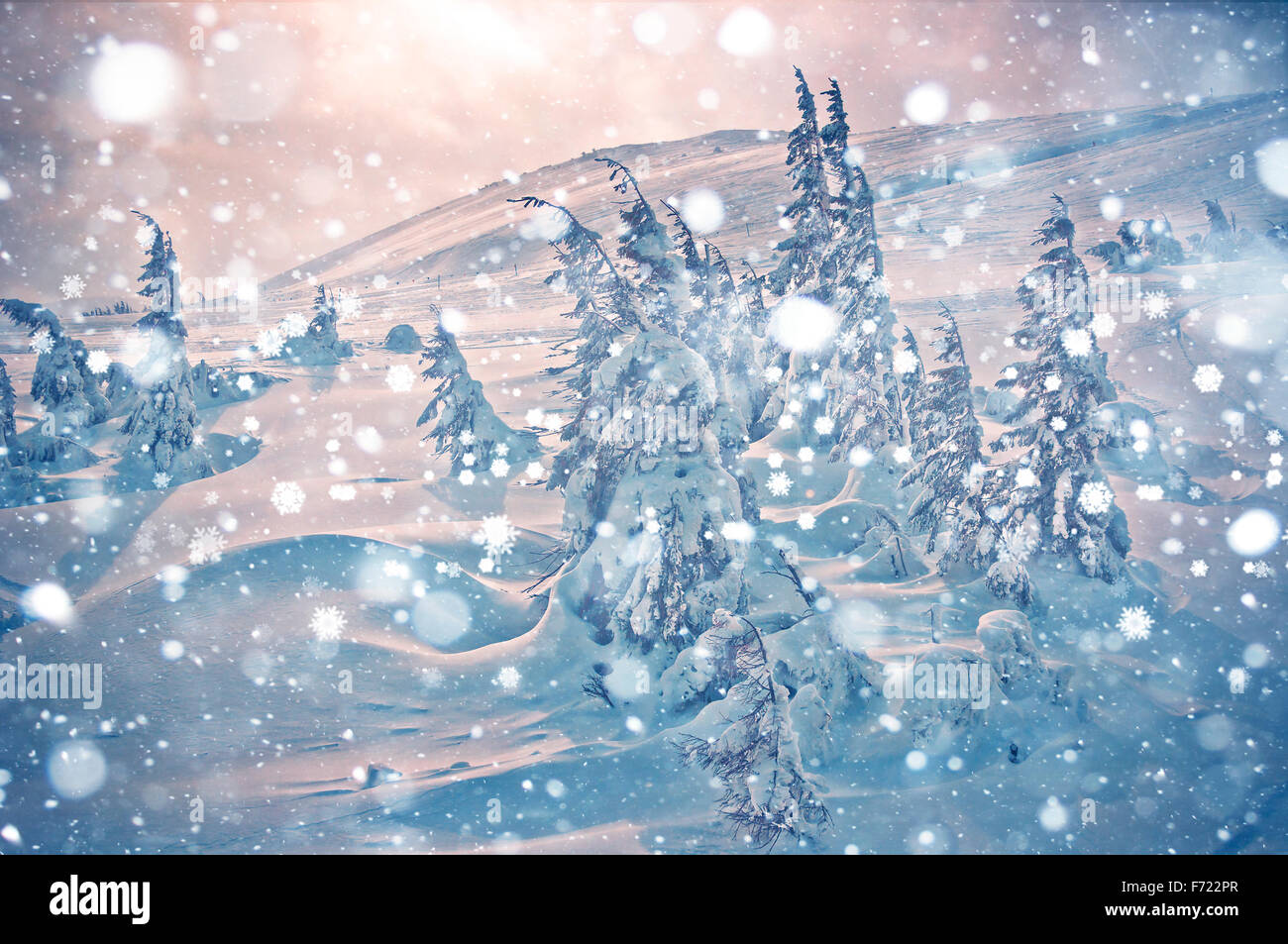 Trees covered with hoarfrost and a snow in mountains Stock Photo