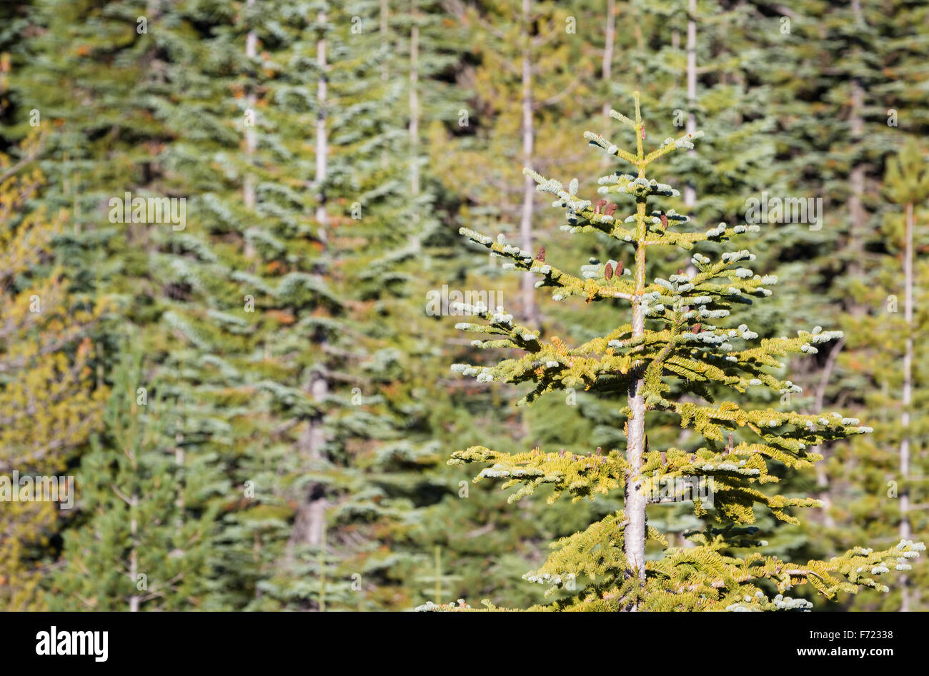 close up of a dense grove of trees in a high elevation forest in