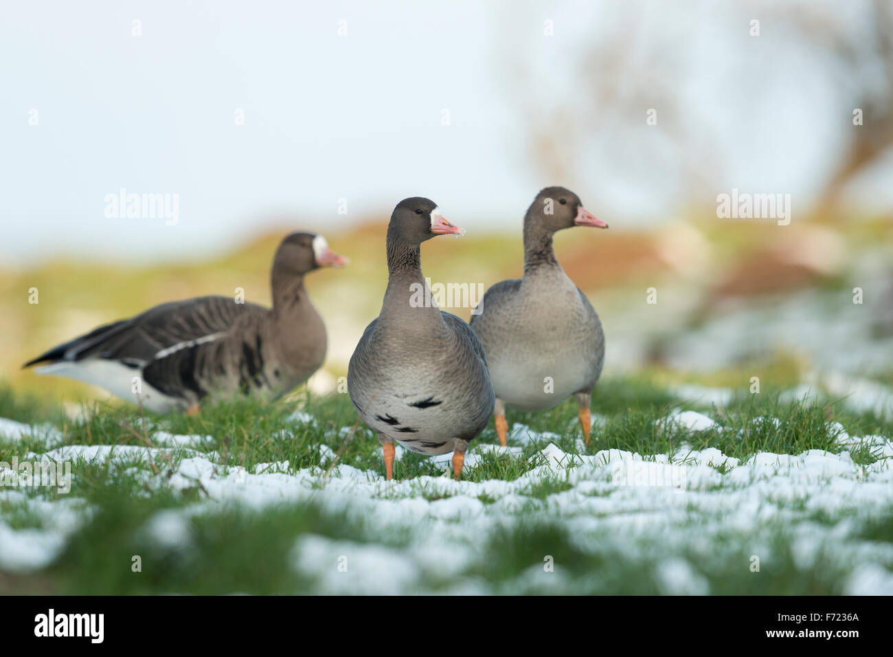 A flock of alert looking White-fronted Geese / Arctic geese / Blessgaense ( Anser albifrons ) on a snow covered meadow at Lowe Stock Photo