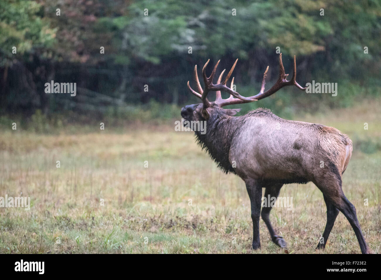 Adult Bull Elk Giving His Bugle Mating Call Stock Photo Alamy