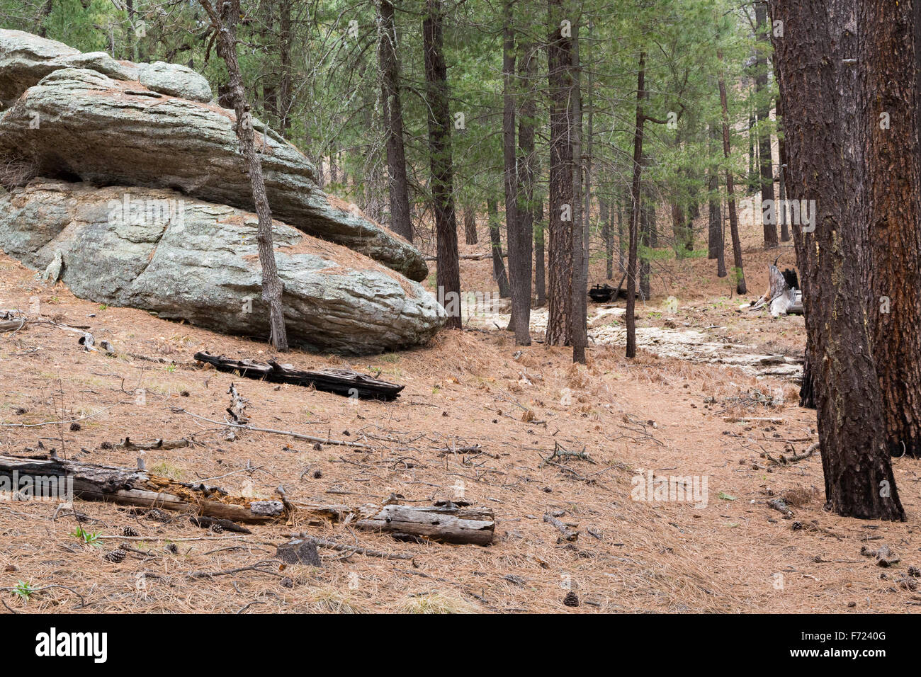 Rocky mountain ponderosa pine hi-res stock photography and images - Alamy