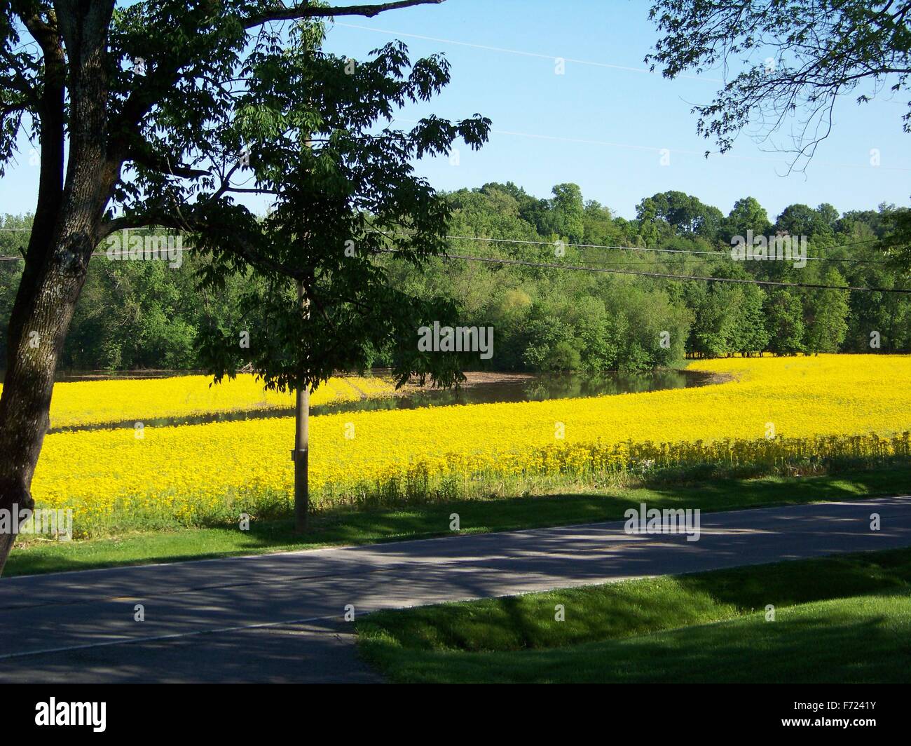 Yellow flowers in fields on a country road Stock Photo Alamy