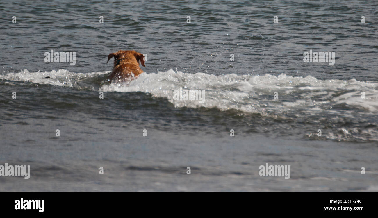 Labrador fetching stick from the sea Stock Photo