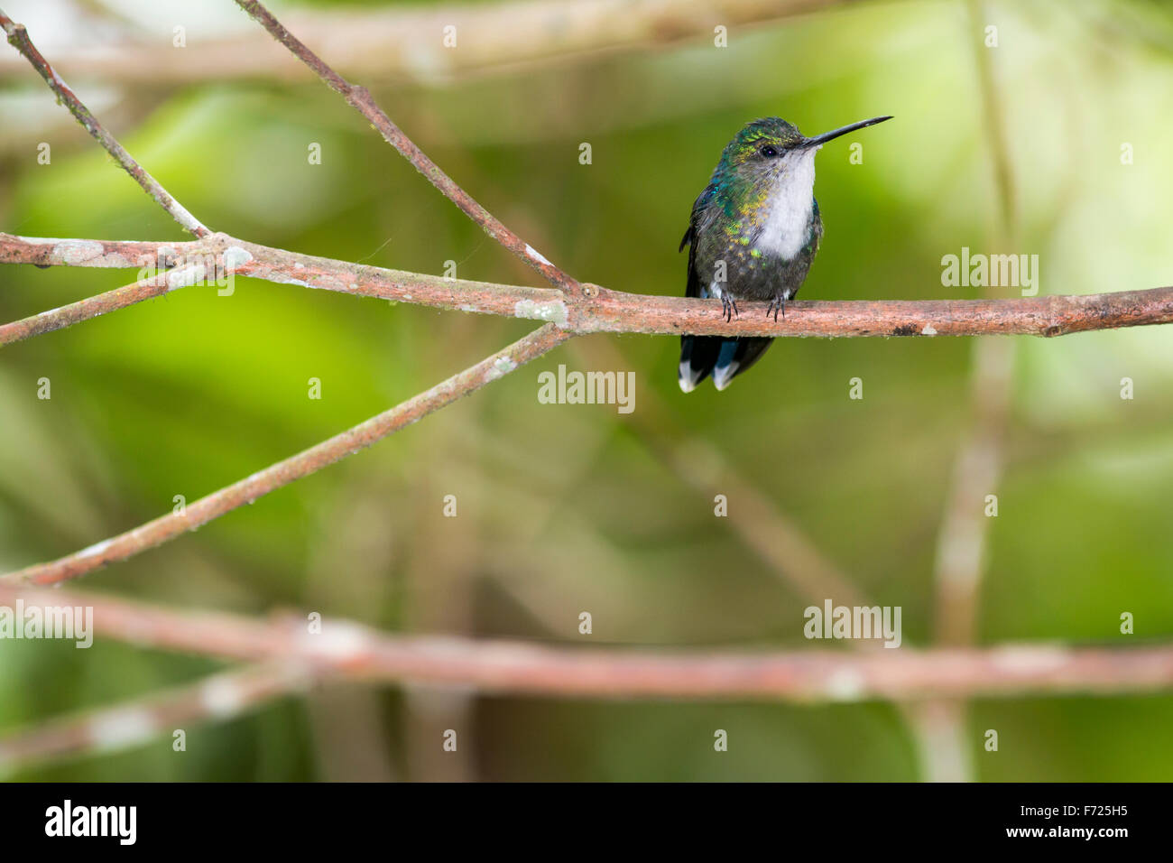 Female green-crowned woodnymph perched on branch near Milpe in Pichincha Province, Ecuador. Stock Photo