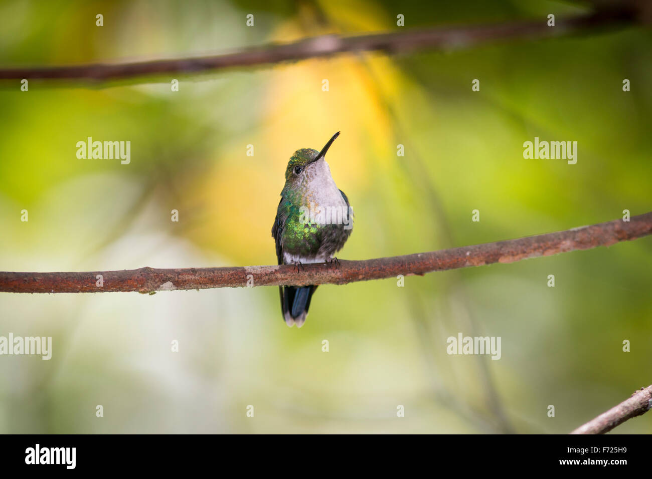 Female green crowned woodnymph hi-res stock photography and images - Alamy