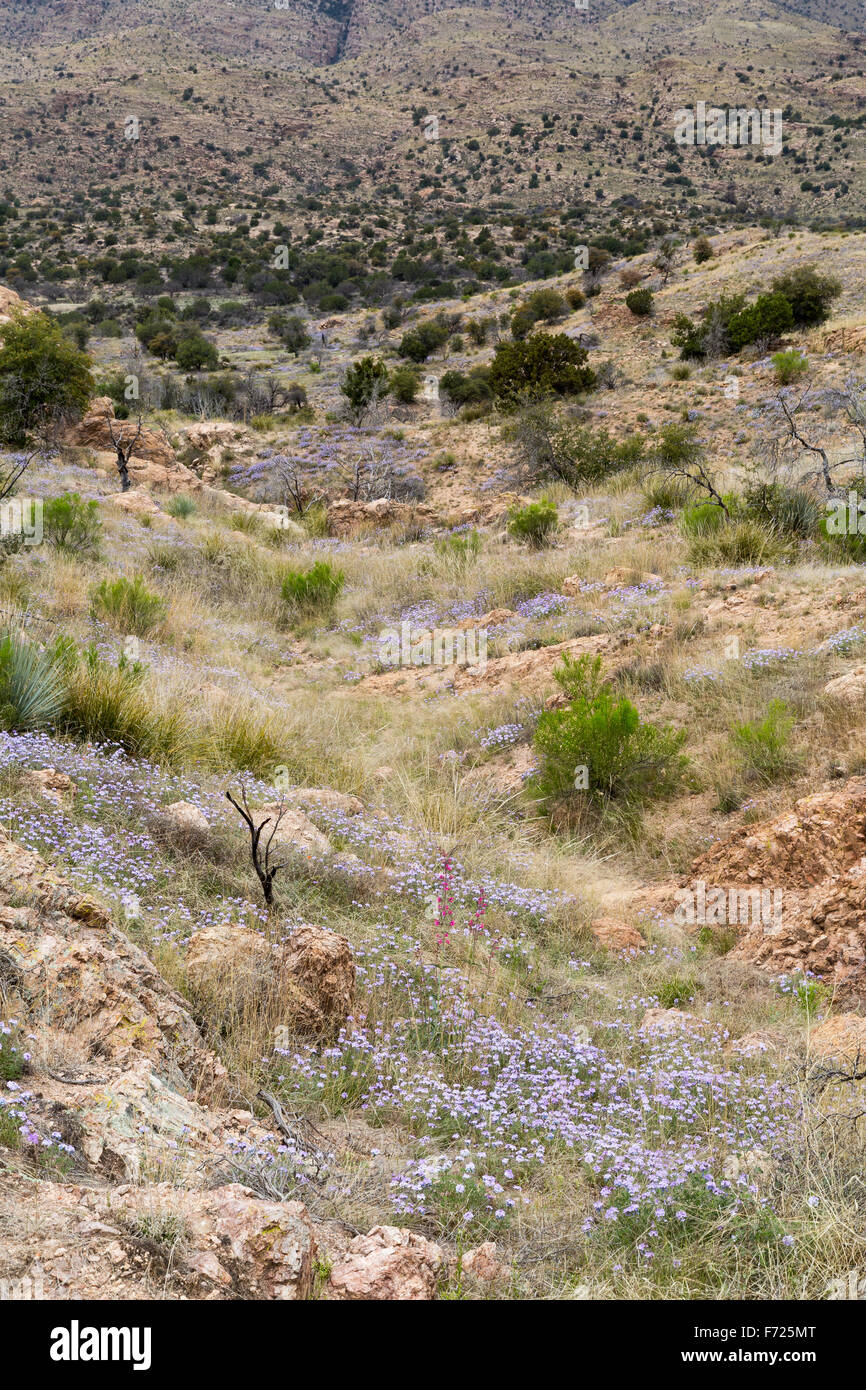 Goodding's verbena wildflowers growing on desert grassland hills, Coronado National Forest, Arizona Stock Photo