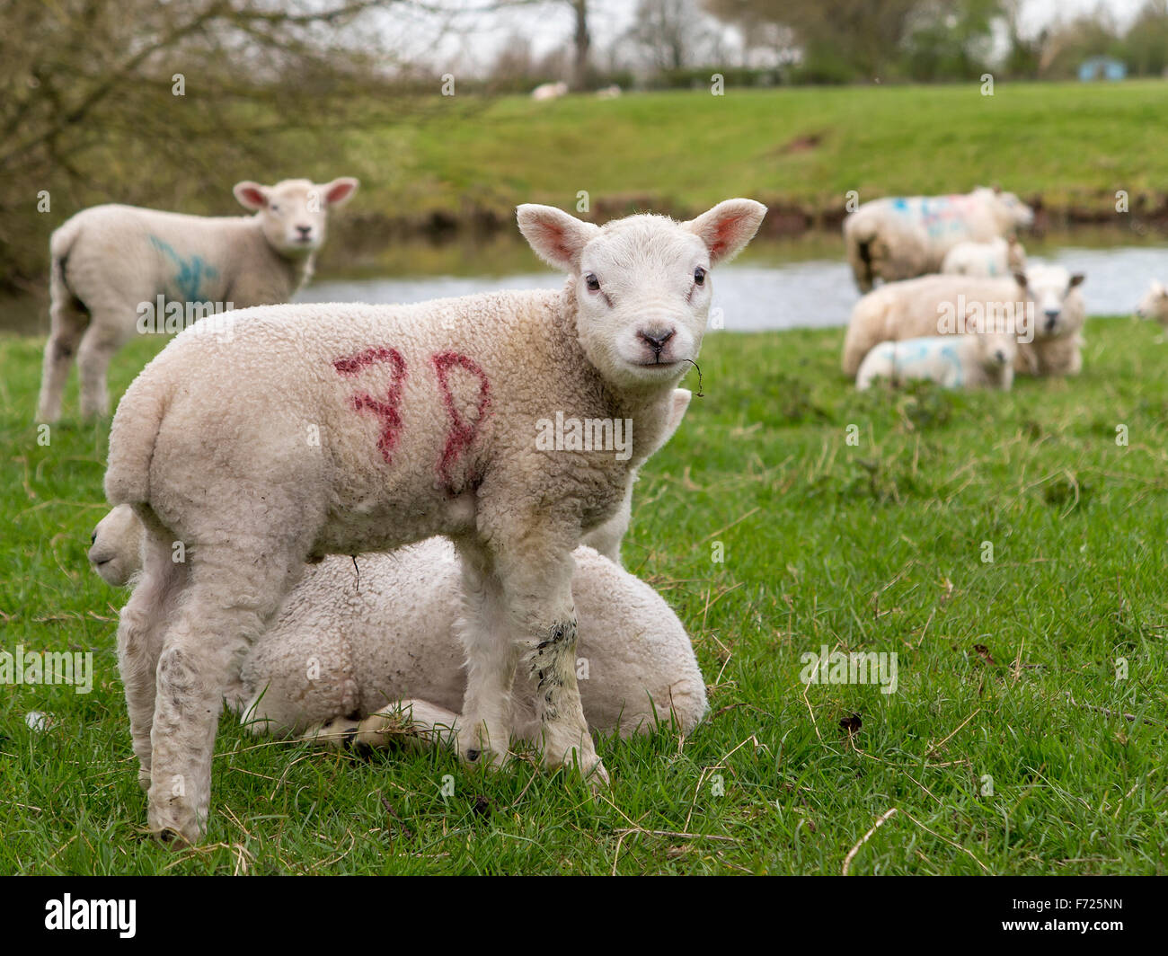 Young lamb in a field of sheep Stock Photo Alamy