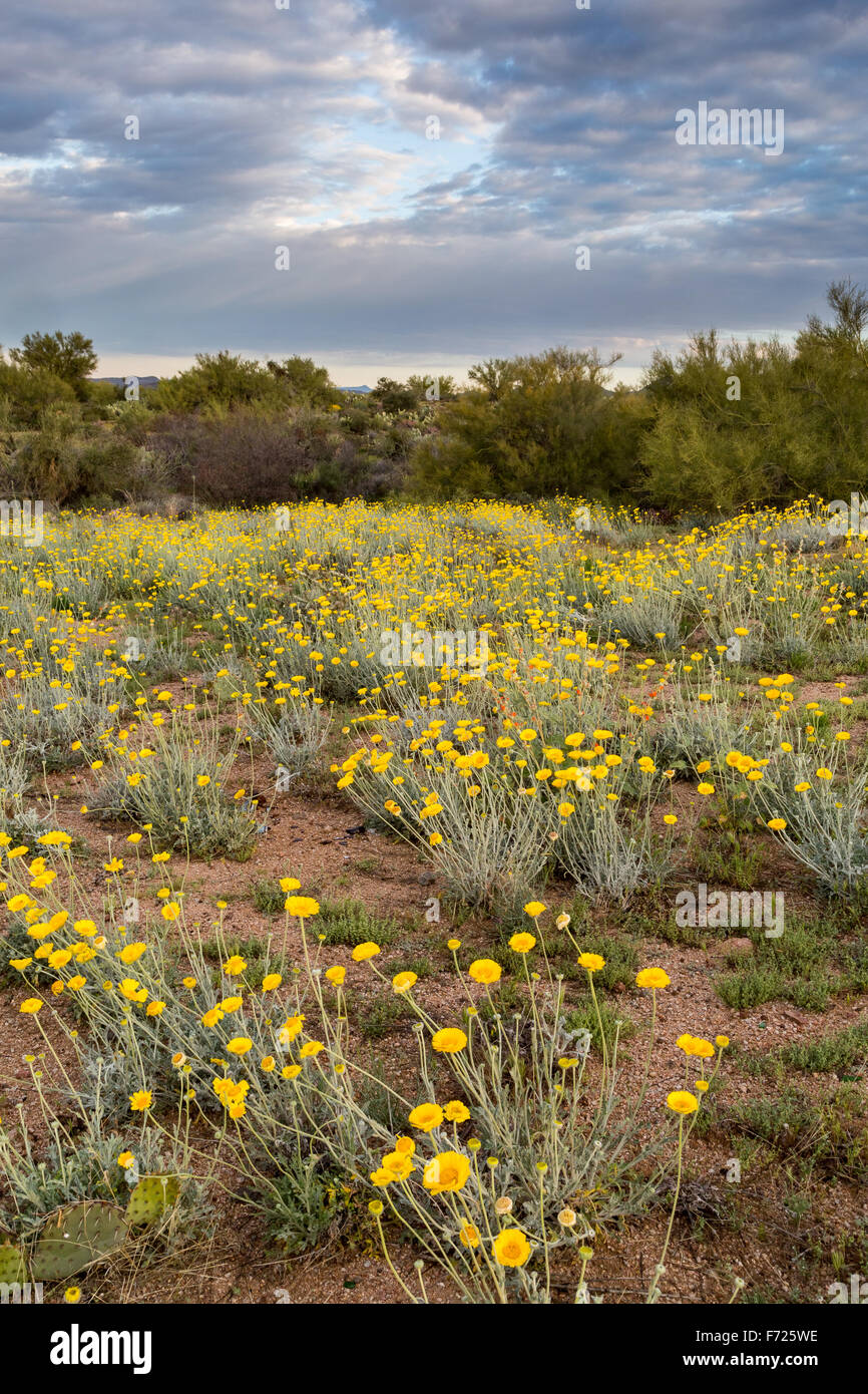Desert marigold wildflowers blooming beneath clearing clouds, Tonto National Forest, Arizona Stock Photo