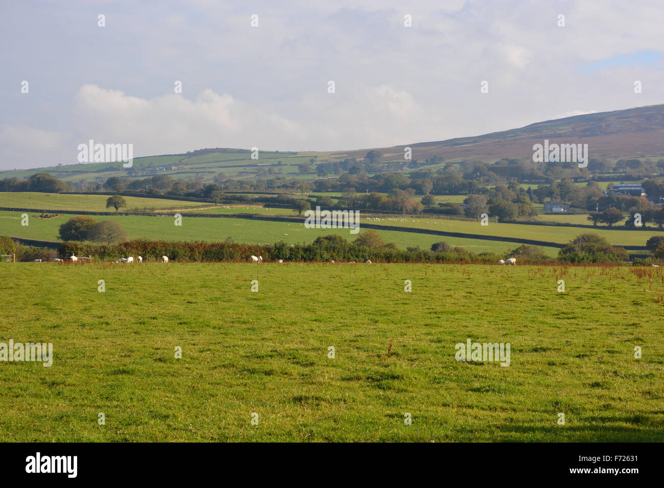 View over field with sheep looking towards Dartmoor National Park, Devon, England Stock Photo