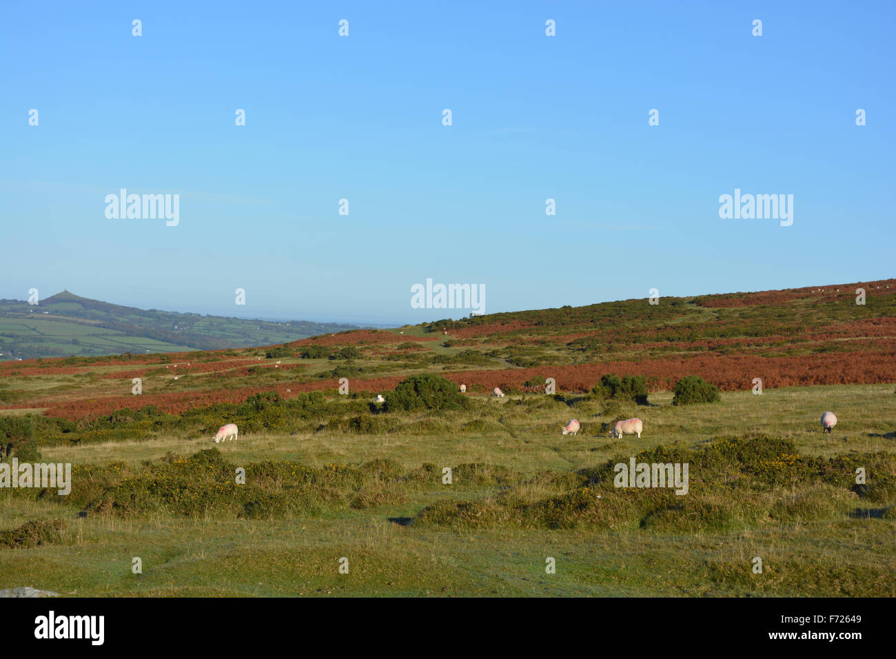 Sheep grazing on Whitchurch Common in autumn, Dartmoor National Park, Devon, England Stock Photo