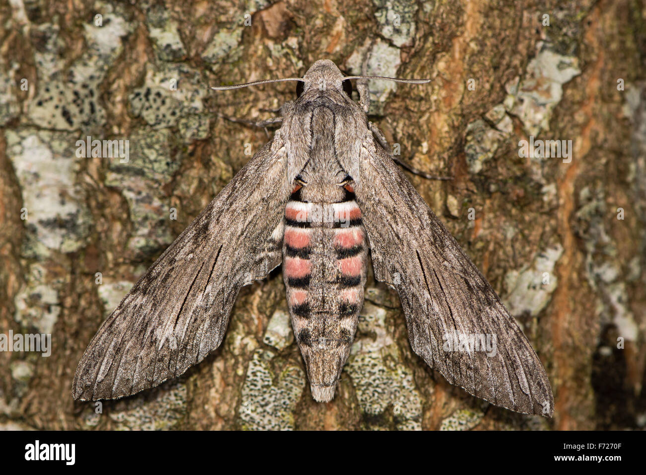 Convolvulus hawk moth (Agrius convolvuli) at rest on bark, female Stock Photo