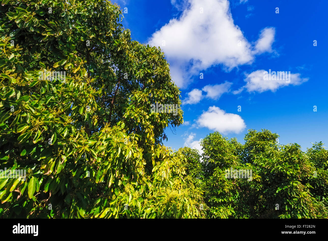 California avocado farm hires stock photography and images Alamy
