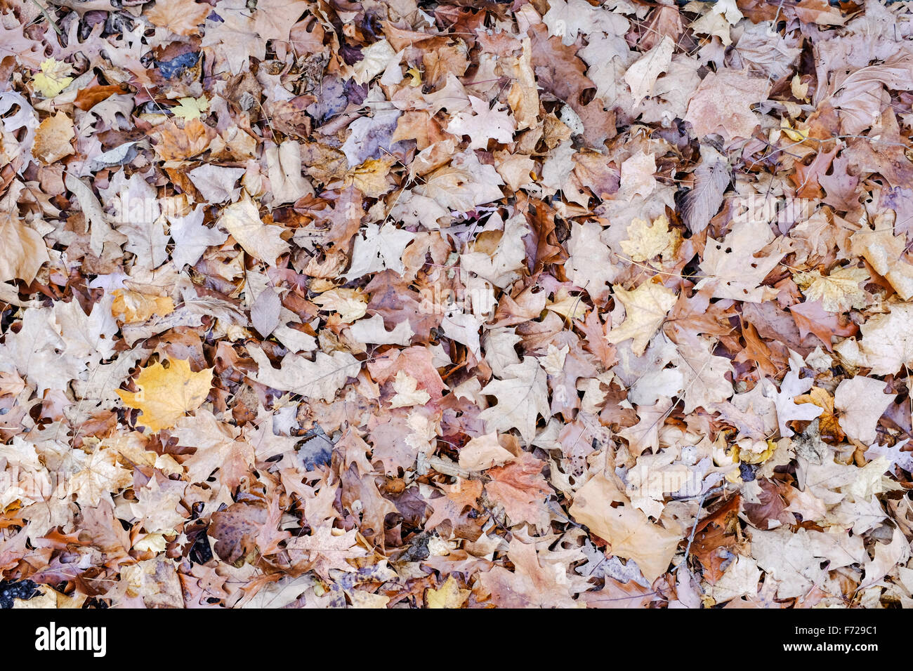 Collection of fall leaves scattered on the ground Stock Photo
