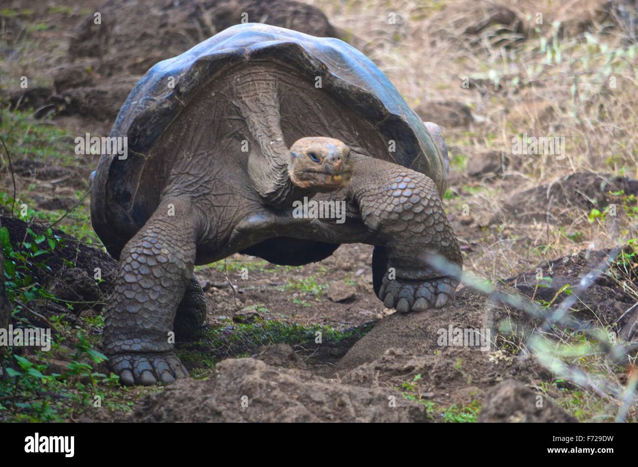 Galapagos Giant Tortoise, at the Galapaguera Interpretation Center on