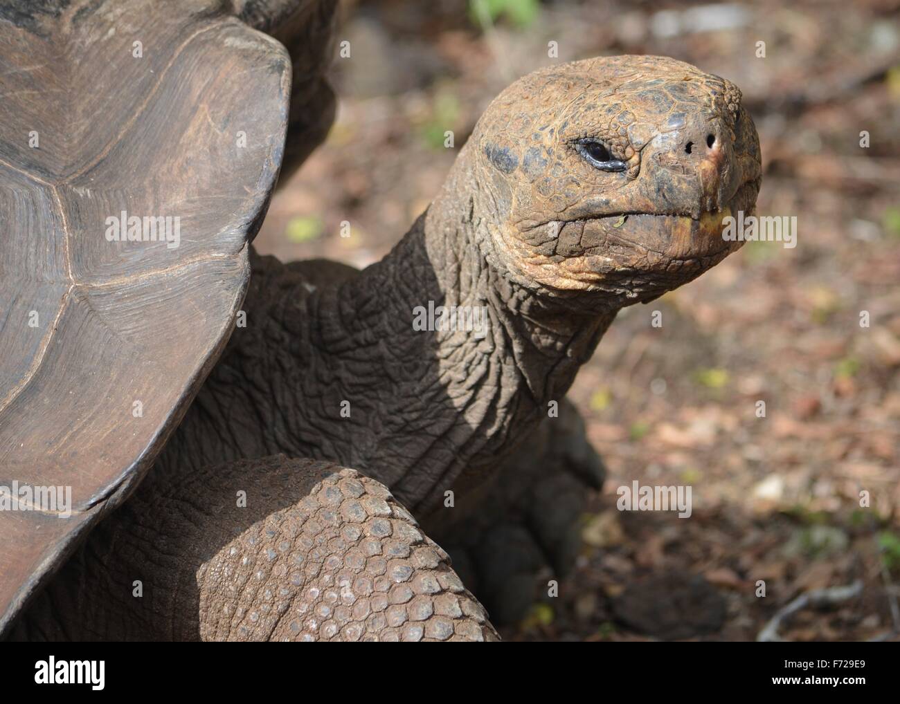 Galapagos Giant Tortoise, At The Galapaguera Interpretation Center On 