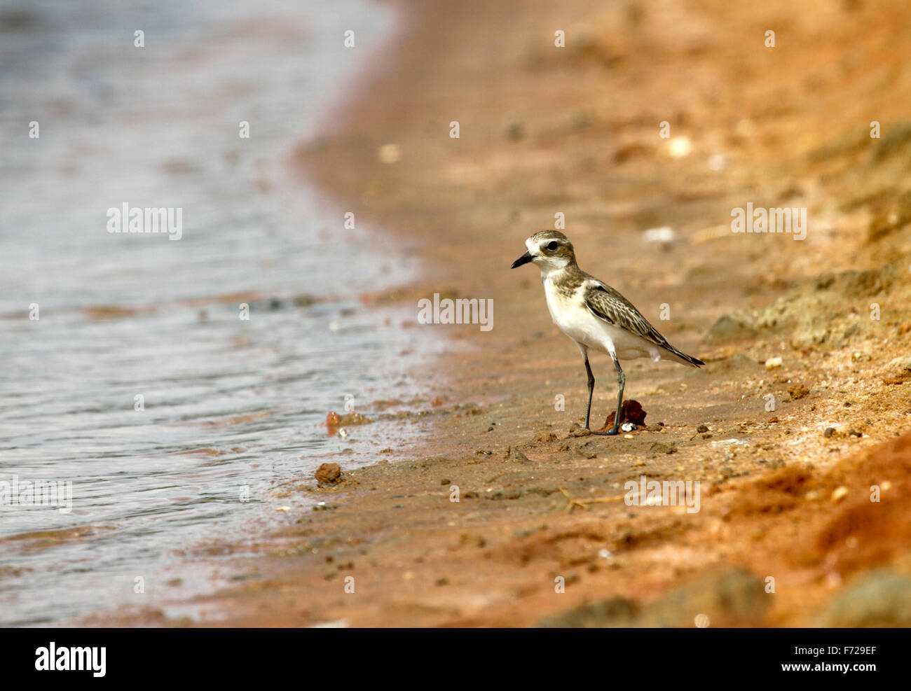 The sand plover (Charadrius mongolus) is a small wader in the plover family of birds. Stock Photo