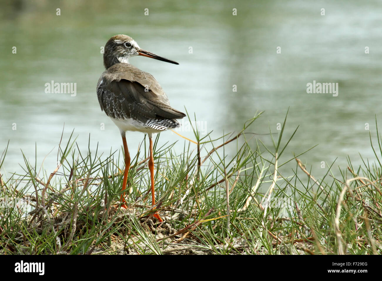 Sandpipers are most often seen poking in the sand for insects. Unlike ...