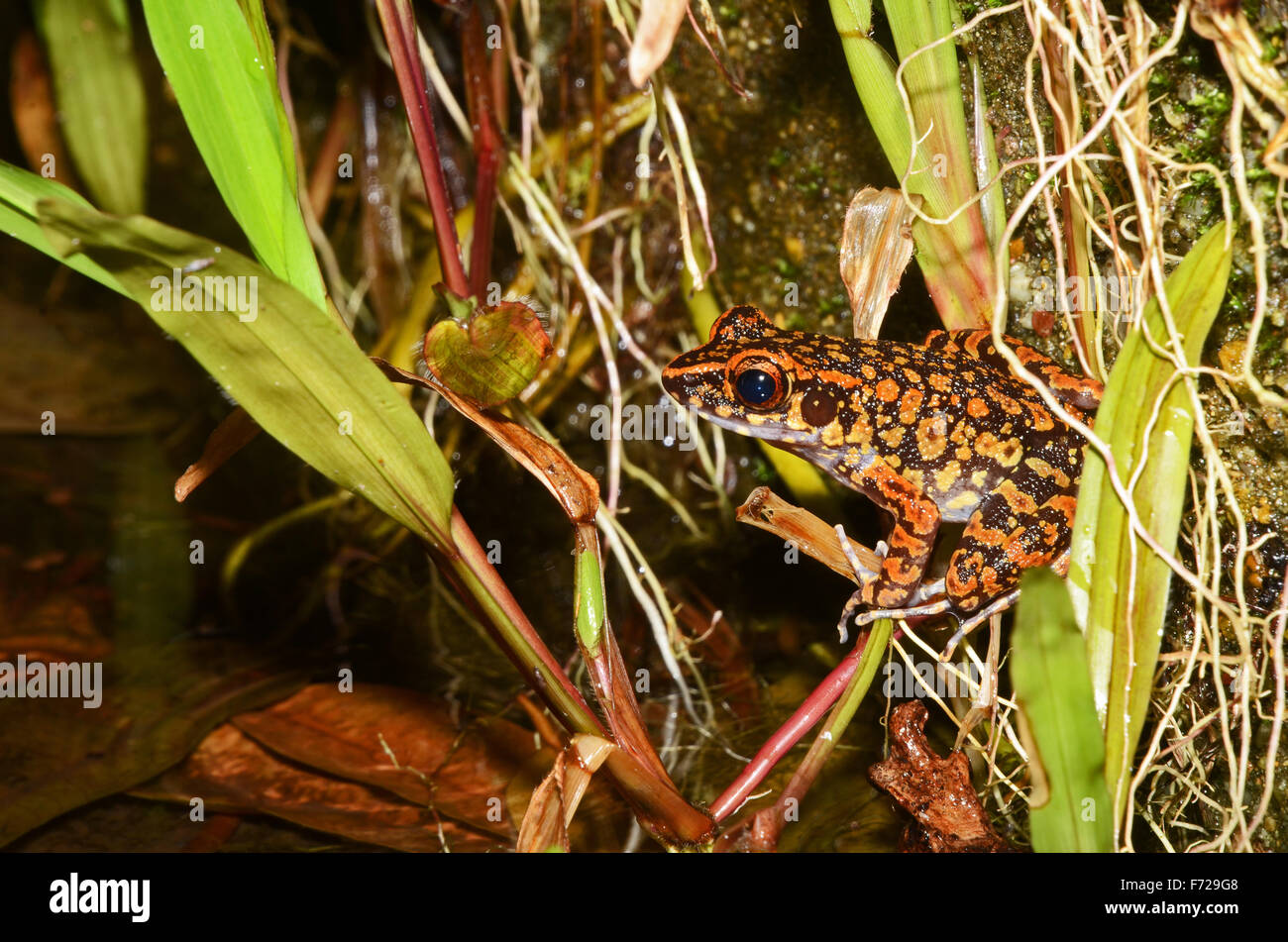 Spotted Stream Frog (Hylarana picturata), Gunung Gading National Park, Malaysia Stock Photo