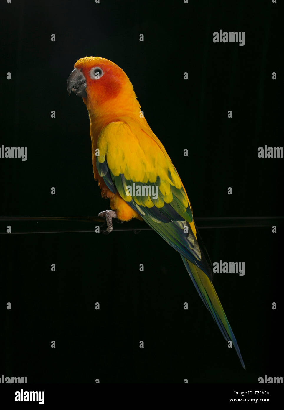 A Sun Conure perches itself and poses for the camera. Stock Photo