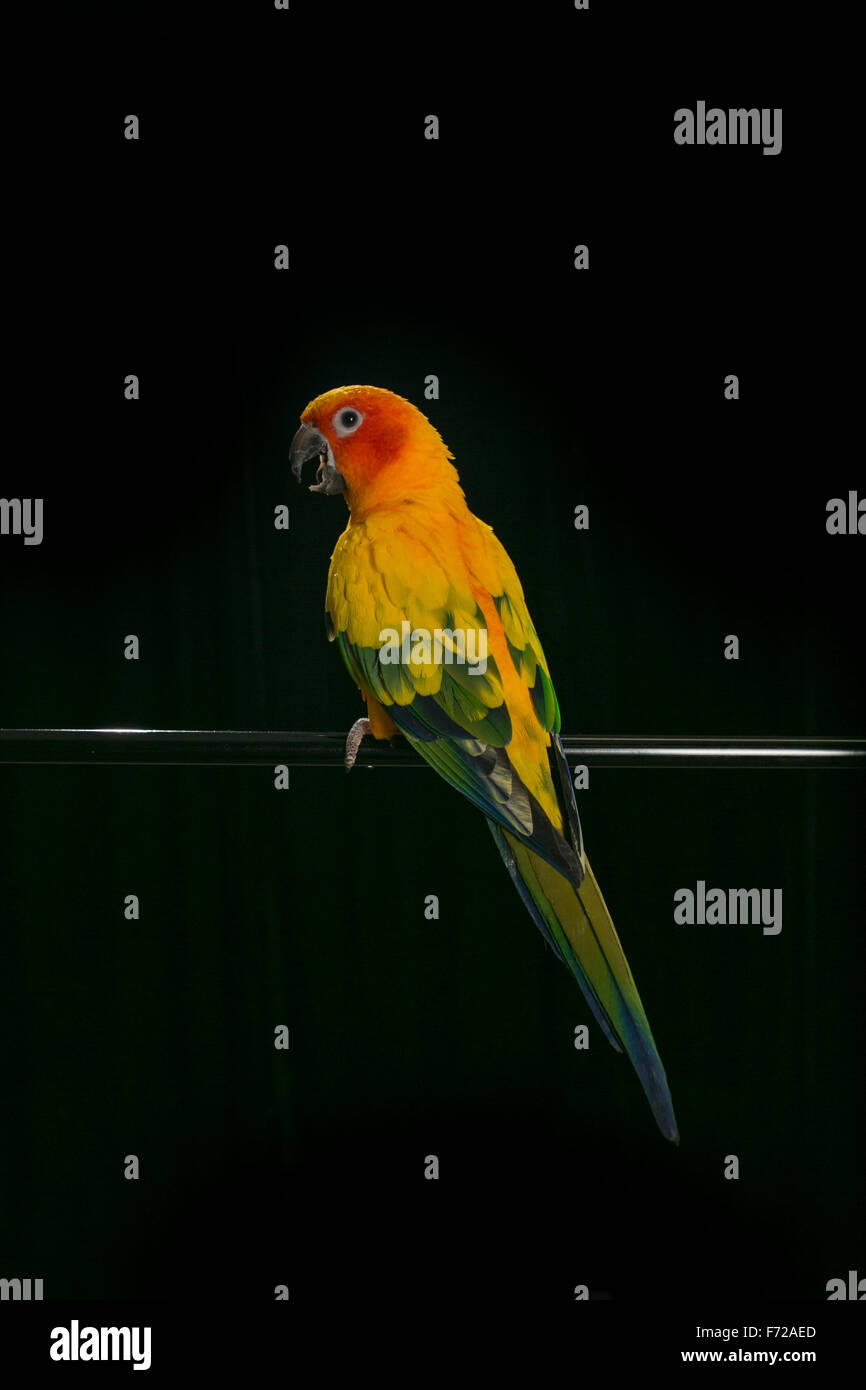 A Sun Conure perches itself and poses for the camera. Stock Photo