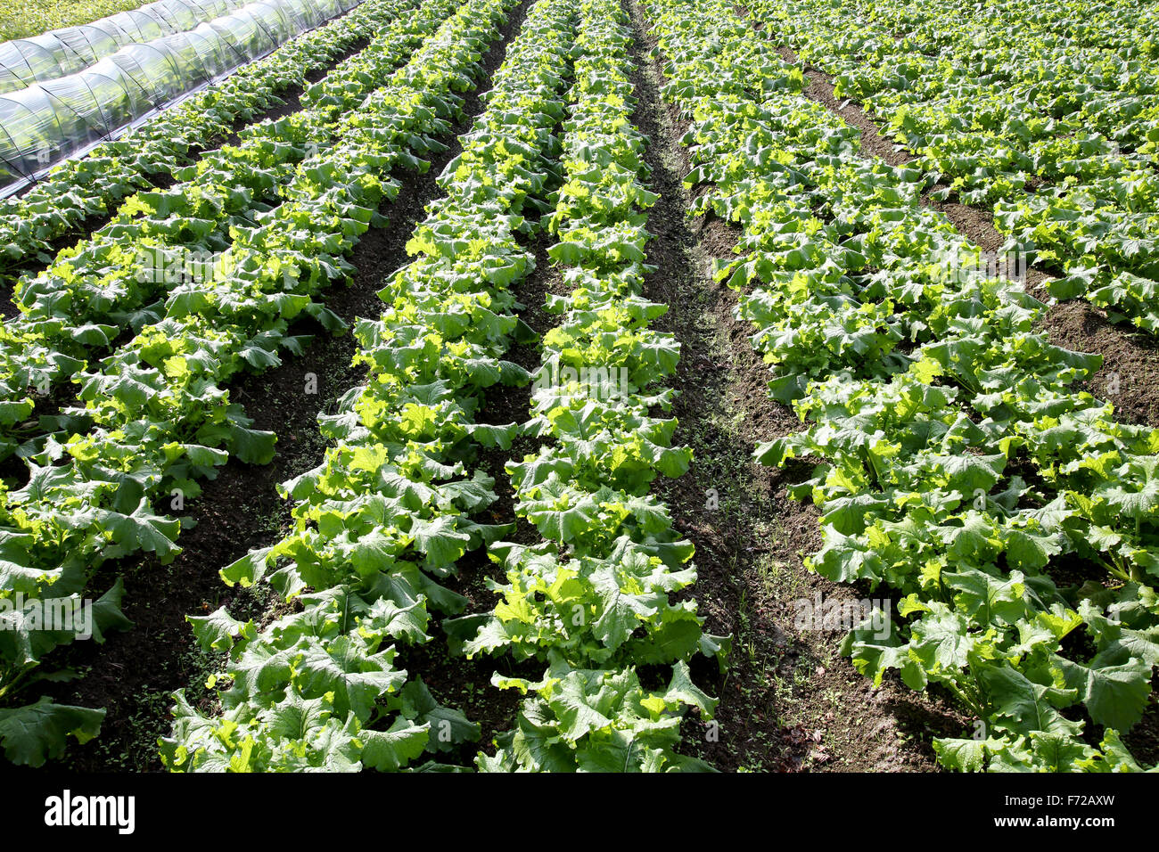 radishes plant in a farm field Stock Photo