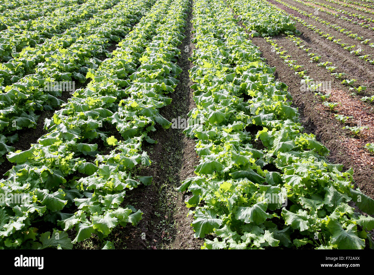 radishes plant in a farm field Stock Photo