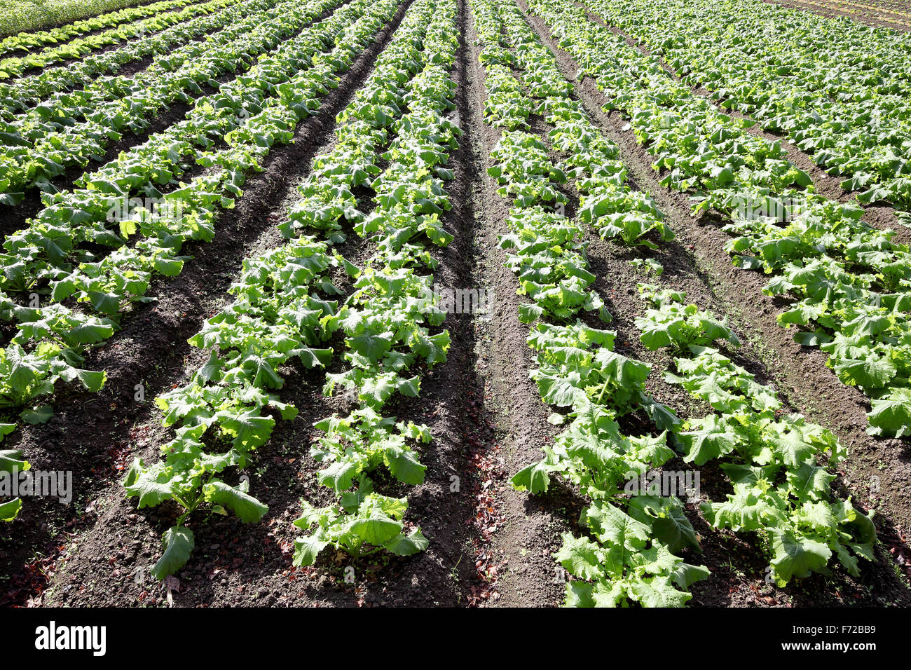 turnip plant in a farm field Stock Photo