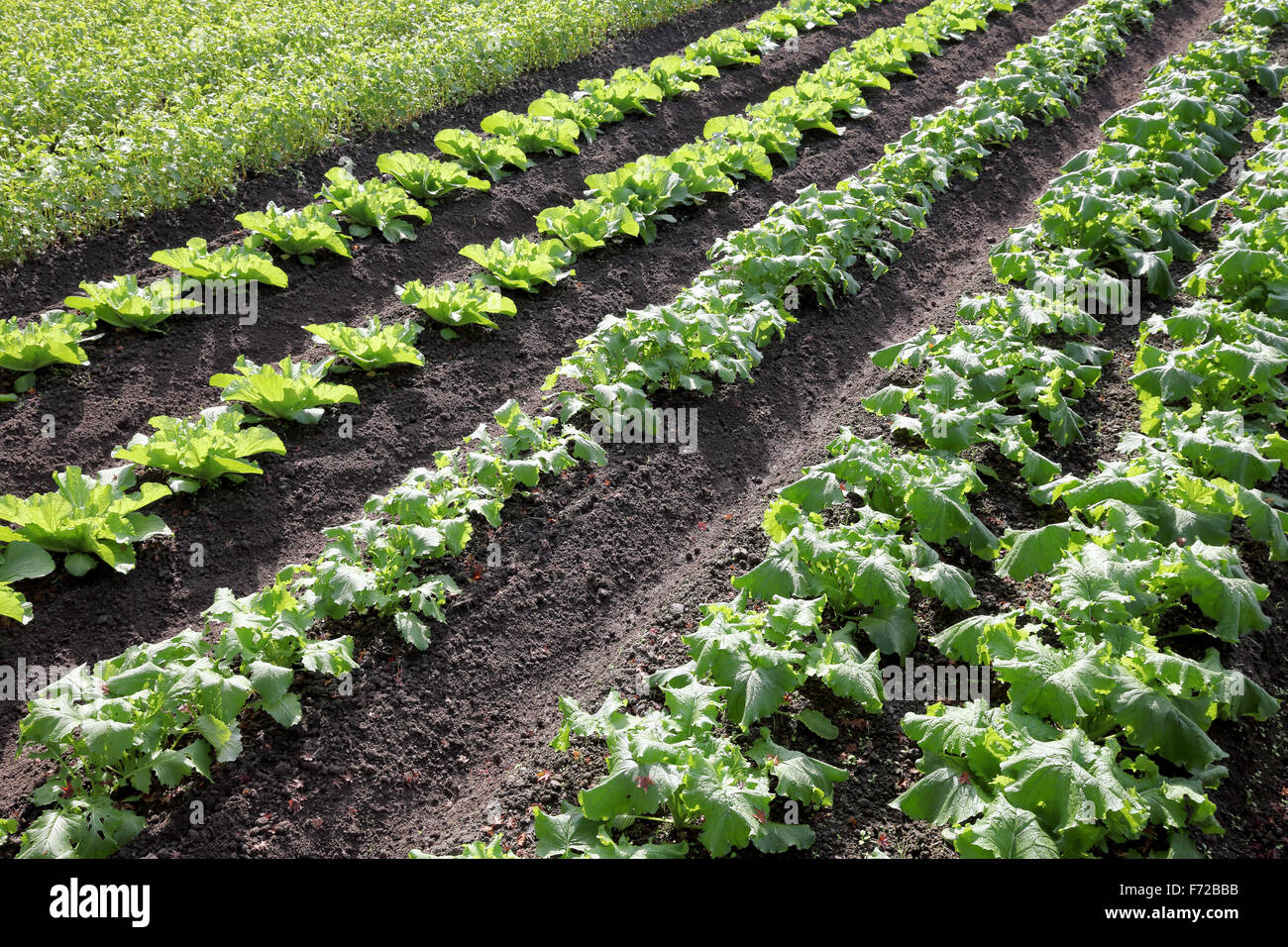 turnip plant in a farm field Stock Photo Alamy