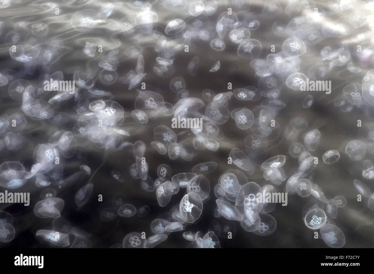 accumulation of small jellyfish in the sea Stock Photo