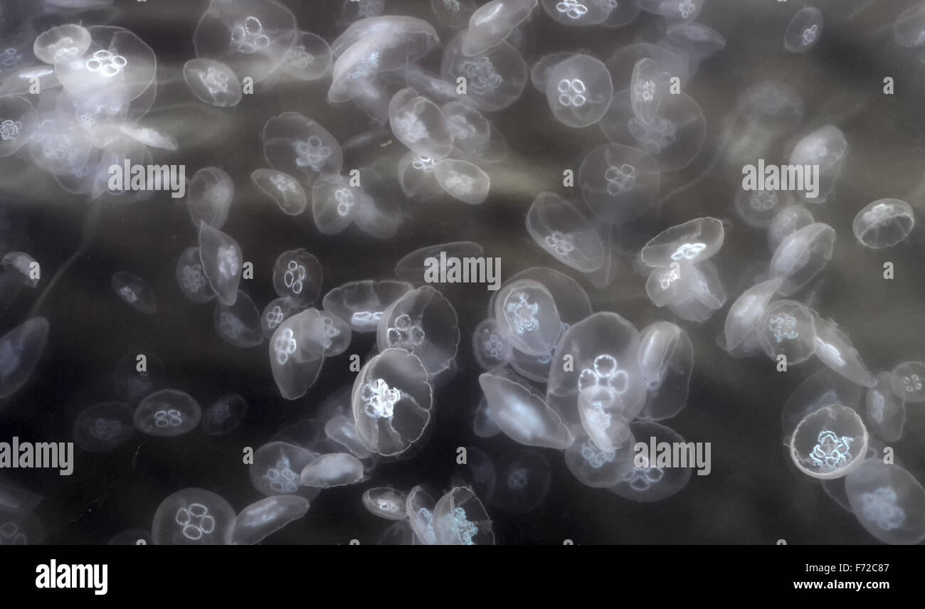 accumulation of small jellyfish in the sea Stock Photo