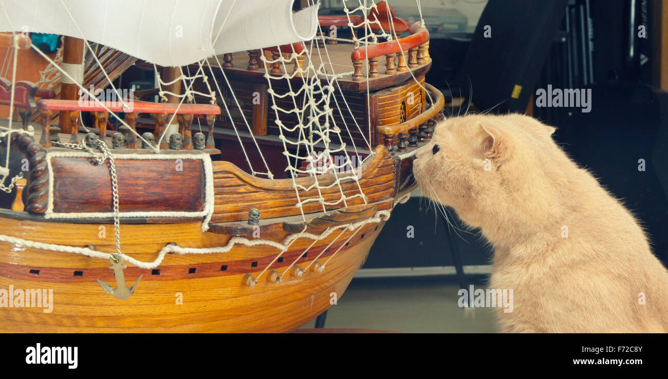 Scottish Fold cat sniffs sailboat model home interiors Stock Photo