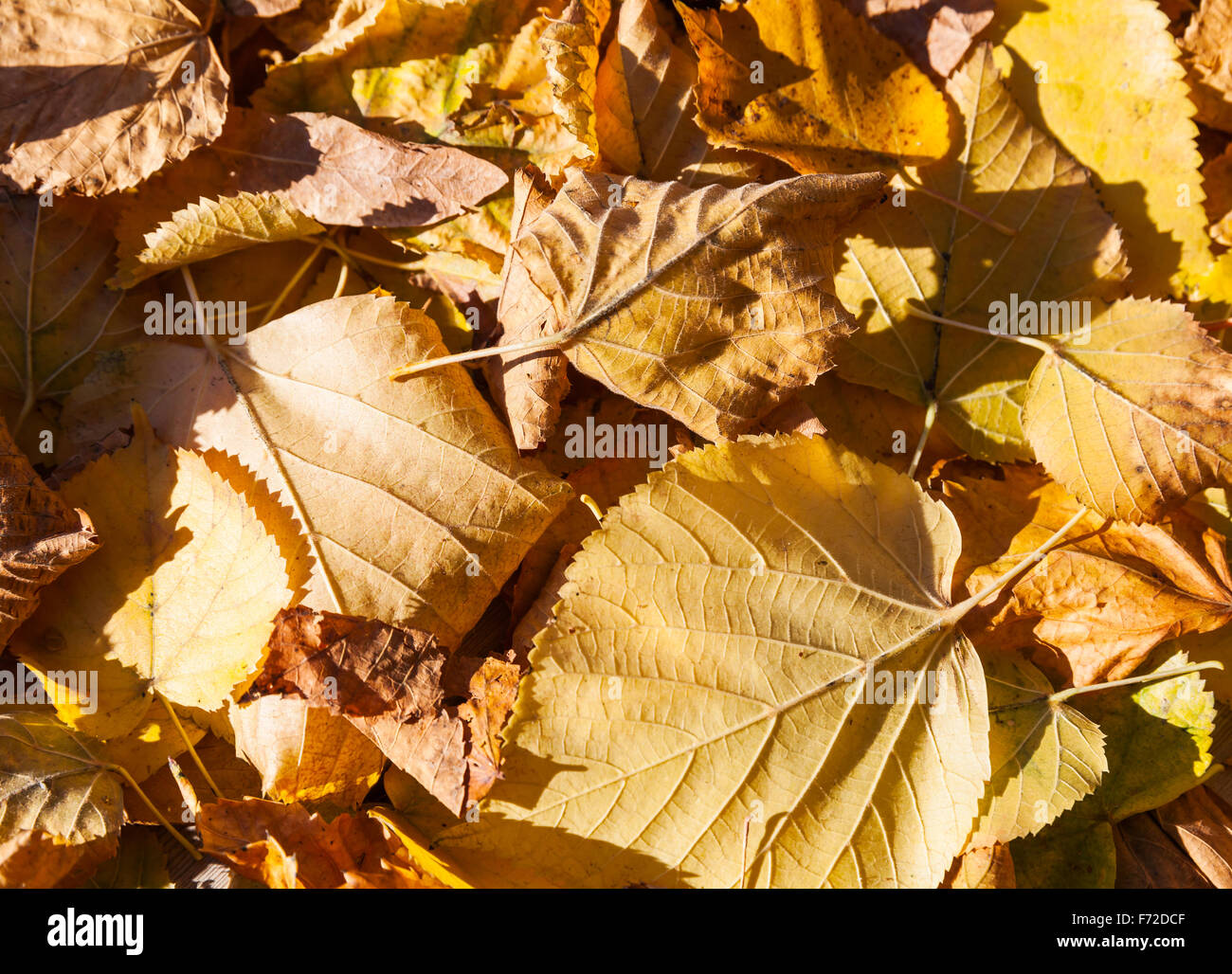 Macro photo of dry yellow fallen autumnal leaves in sunlight Stock Photo