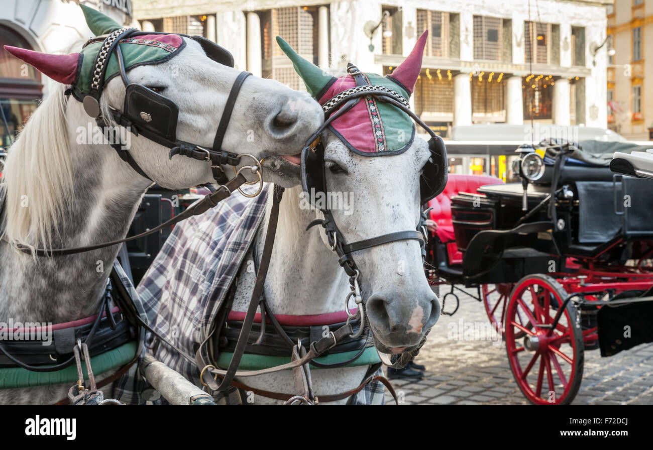 Two white horses harnessed to a carriage. Traditional touristic transport of Vienna Stock Photo