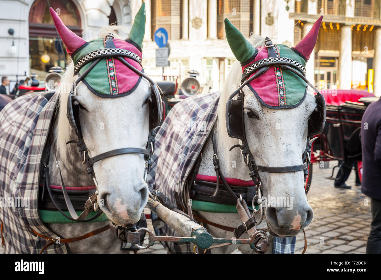 Two white horses harnessed to a carriage. Traditional touristic transport of Vienna, Austria Stock Photo